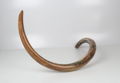 Restored woolly mammoth tusk