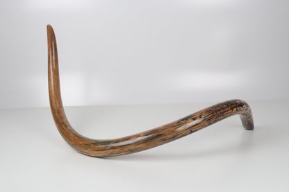 Restored woolly mammoth tusk