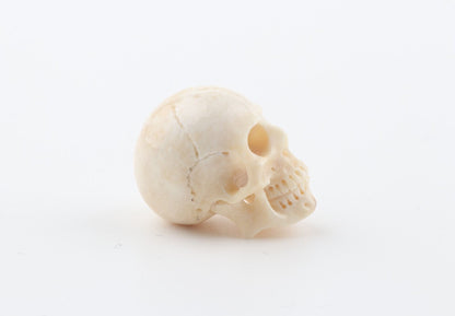 Hand carved mammoth ivory skull