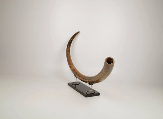 Restored woolly mammoth tusk