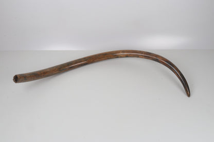 Restored woolly mammoth tusk