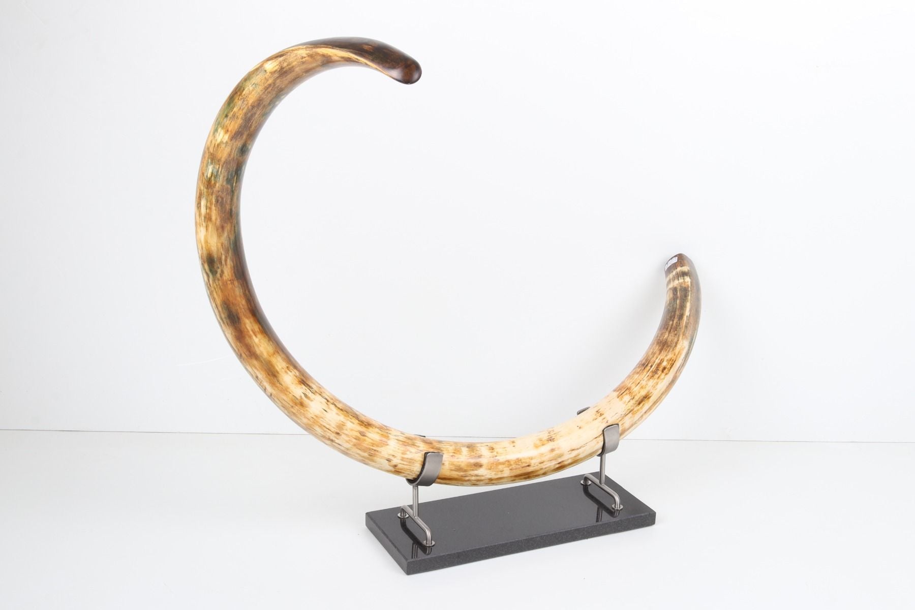Restored woolly mammoth tusk