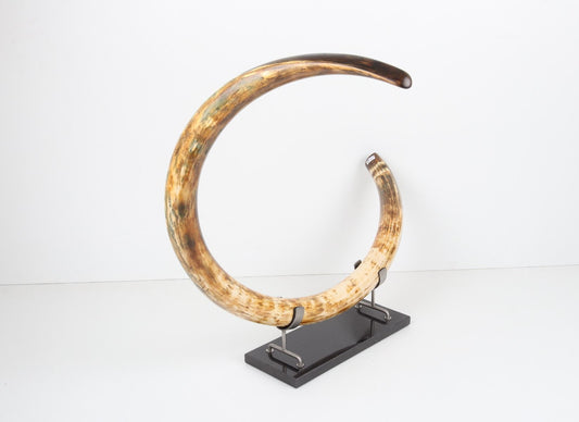Restored woolly mammoth tusk