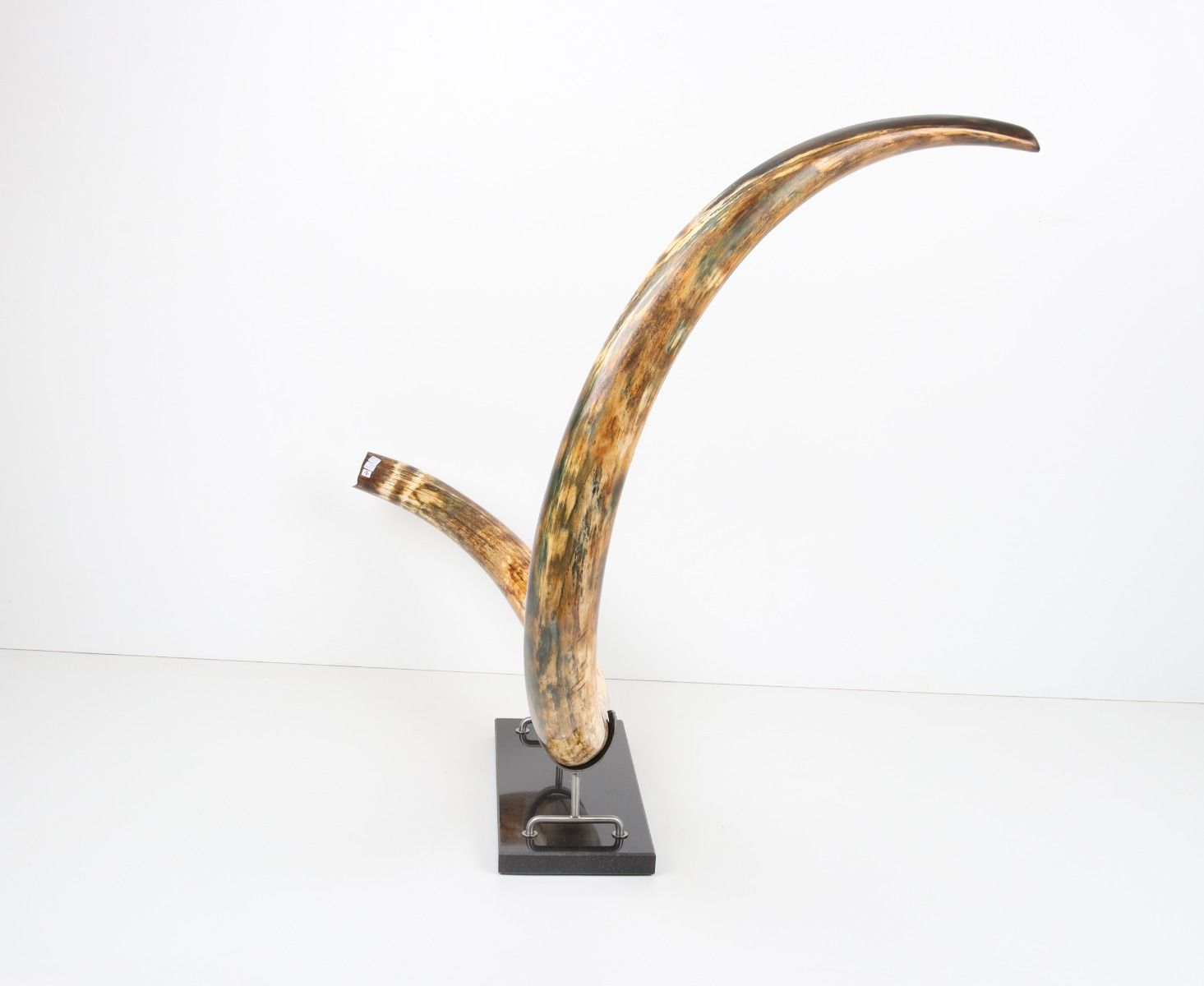 Restored woolly mammoth tusk