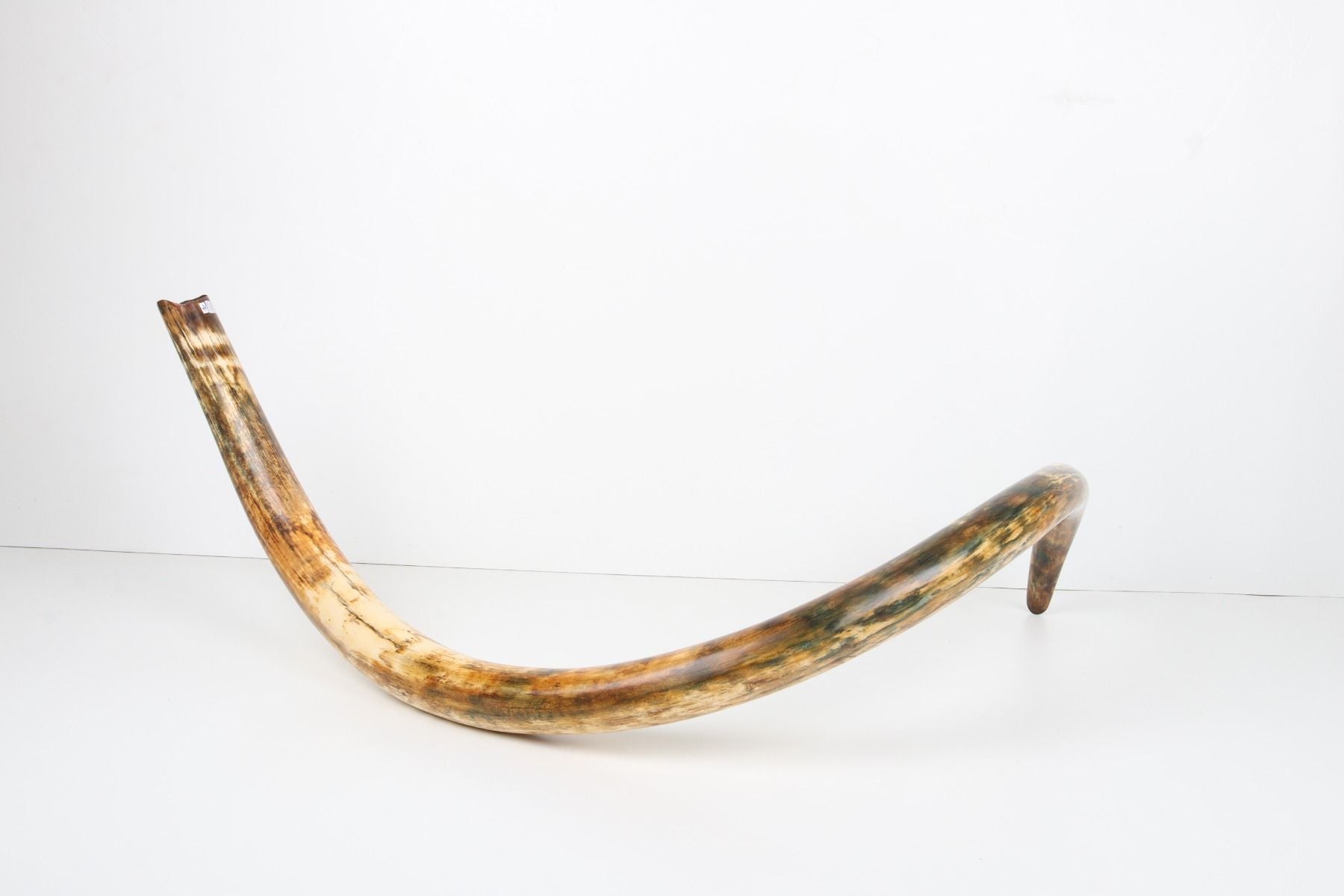Restored woolly mammoth tusk
