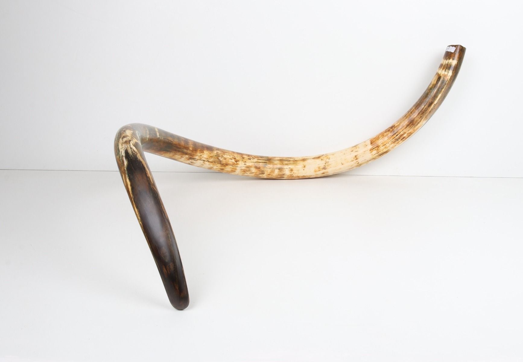 Restored woolly mammoth tusk