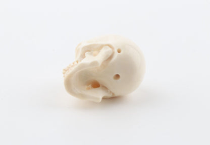 Hand carved mammoth ivory skull