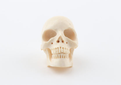 Hand carved mammoth ivory skull