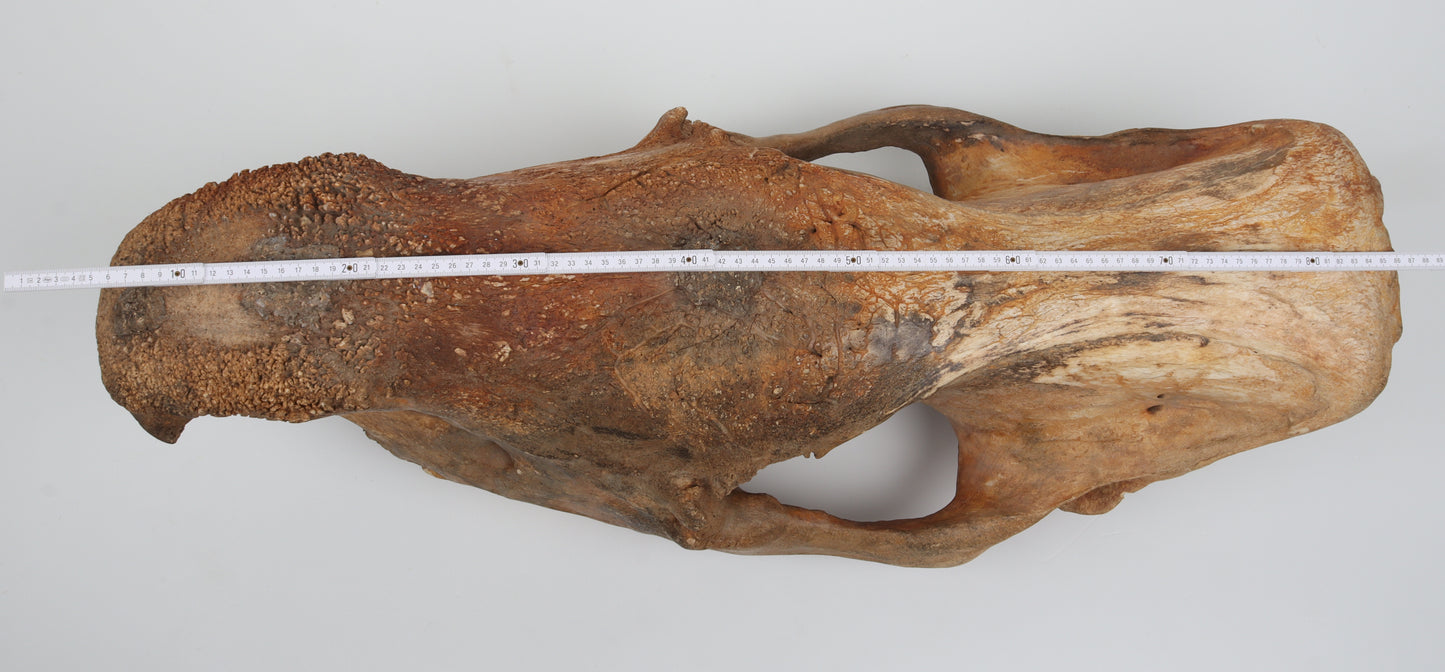 Natural woolly rhinoceros skull