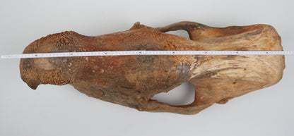 Natural woolly rhinoceros skull