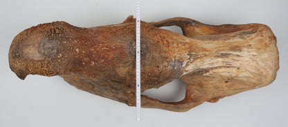 Natural woolly rhinoceros skull