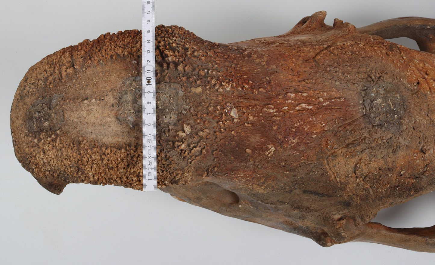 Natural woolly rhinoceros skull