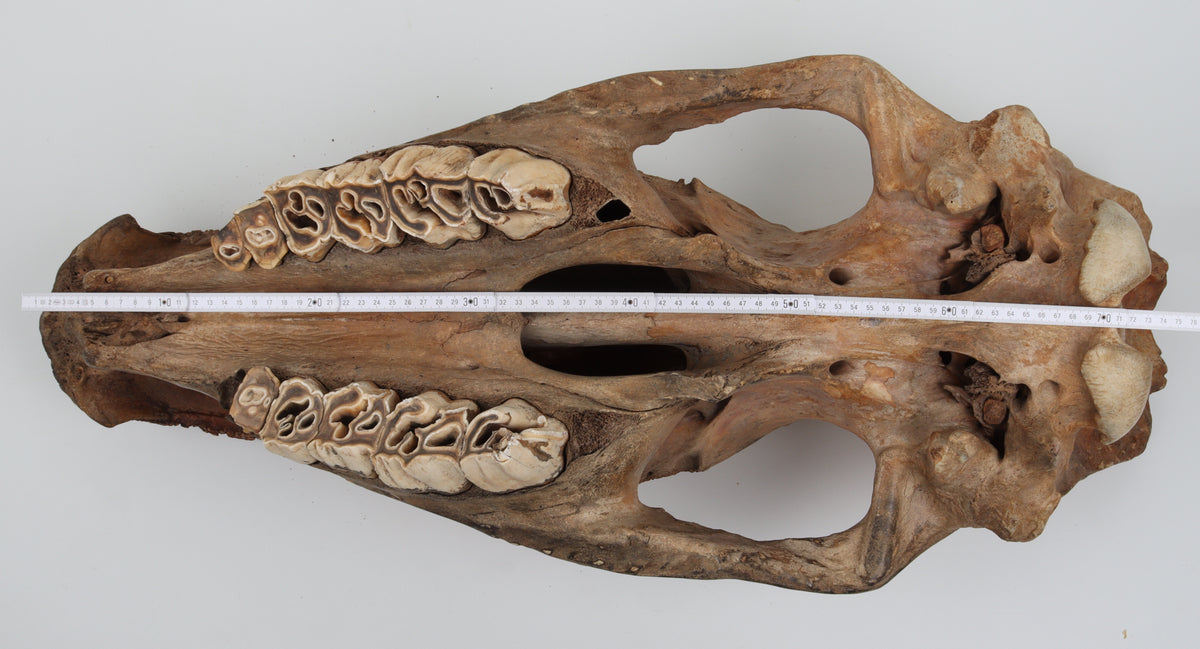 Natural woolly rhinoceros skull