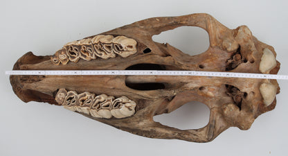 Natural woolly rhinoceros skull