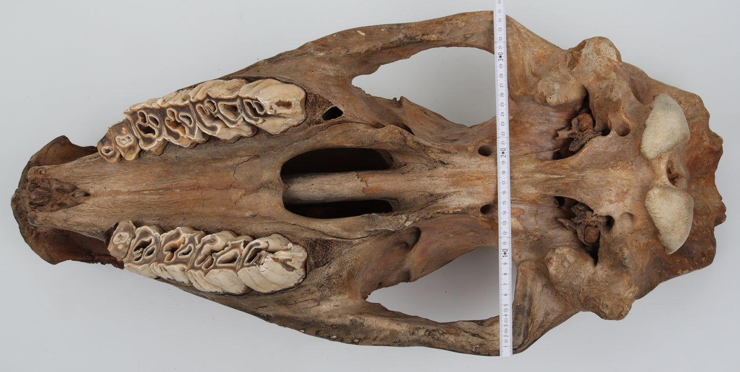 Natural woolly rhinoceros skull