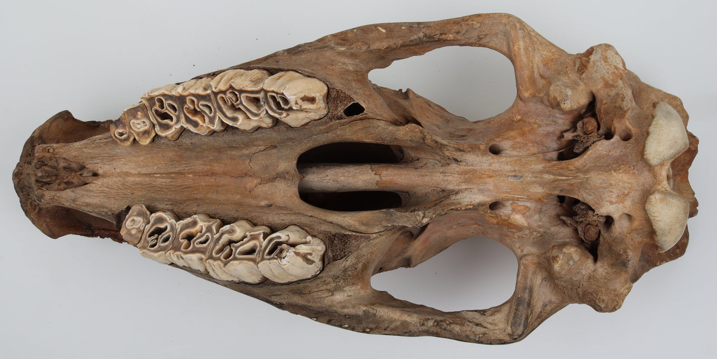 Natural woolly rhinoceros skull