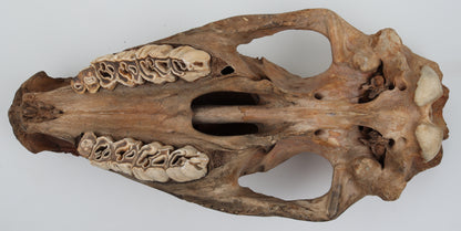Natural woolly rhinoceros skull