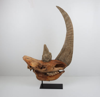 Natural woolly rhinoceros skull