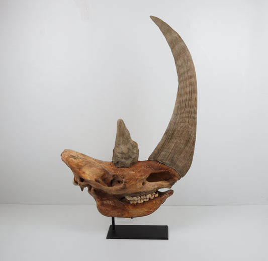 Natural woolly rhinoceros skull