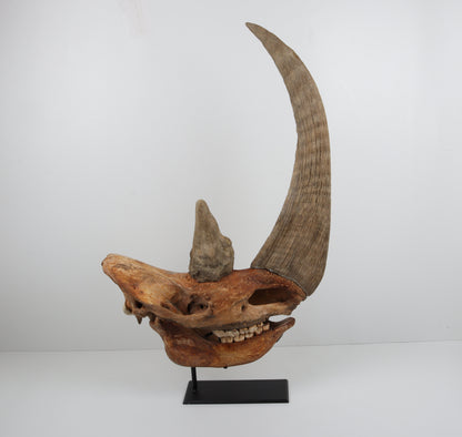 Natural woolly rhinoceros skull
