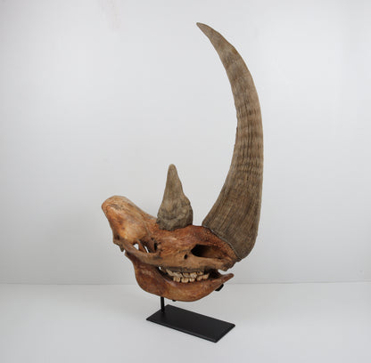 Natural woolly rhinoceros skull