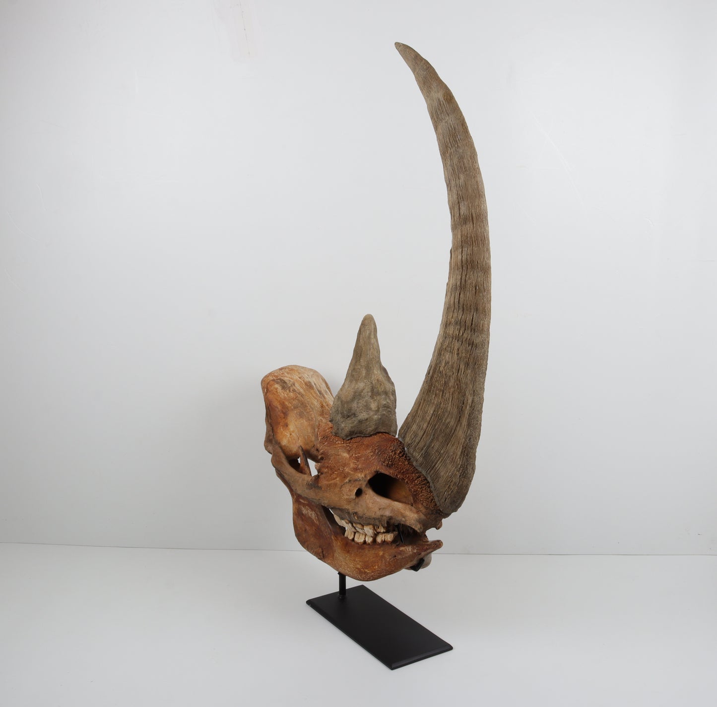 Natural woolly rhinoceros skull