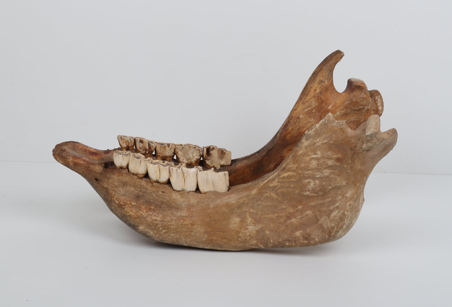 Natural woolly rhinoceros skull