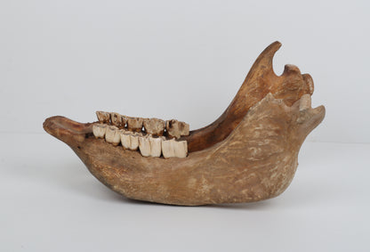 Natural woolly rhinoceros skull