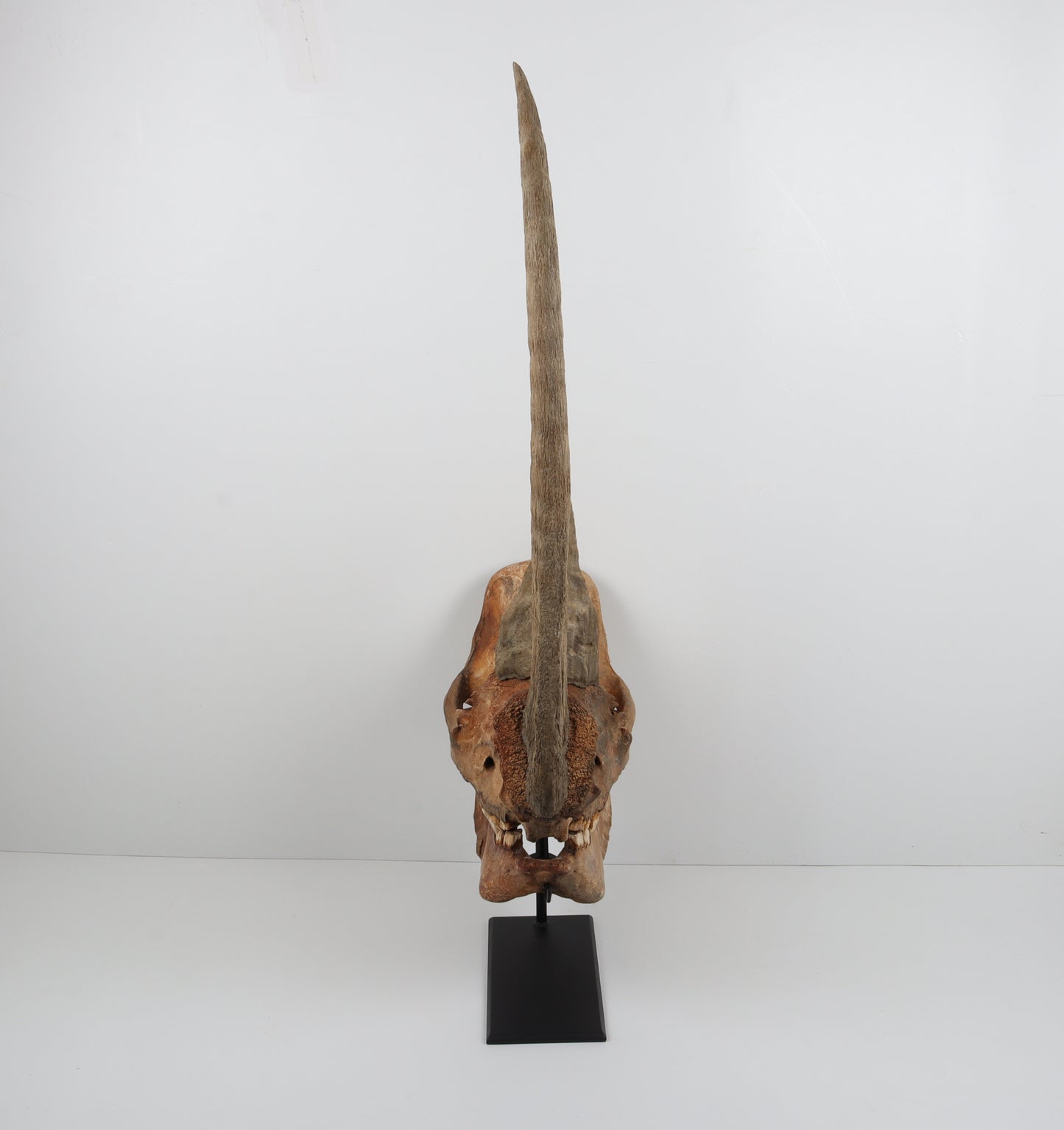 Natural woolly rhinoceros skull