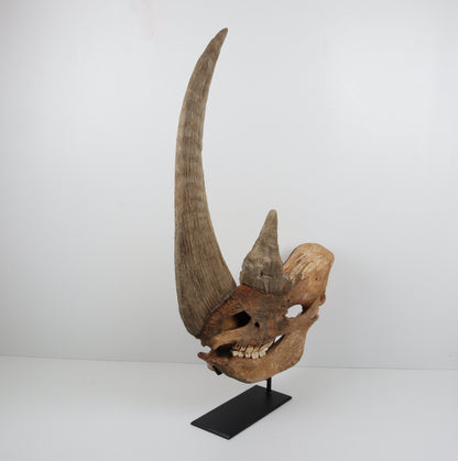 Natural woolly rhinoceros skull