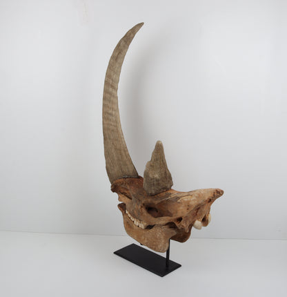 Natural woolly rhinoceros skull
