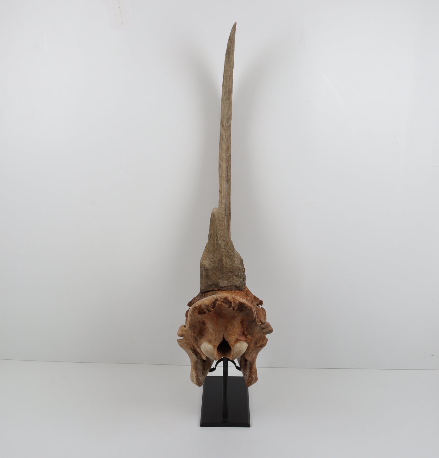 Natural woolly rhinoceros skull