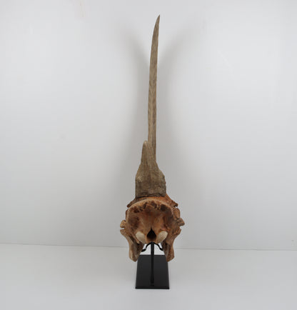 Natural woolly rhinoceros skull