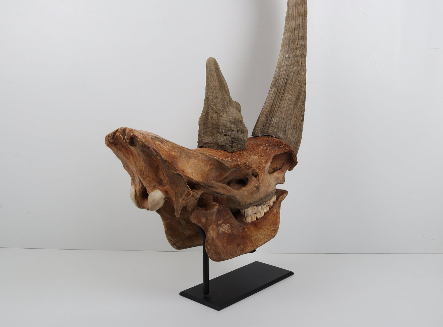 Natural woolly rhinoceros skull