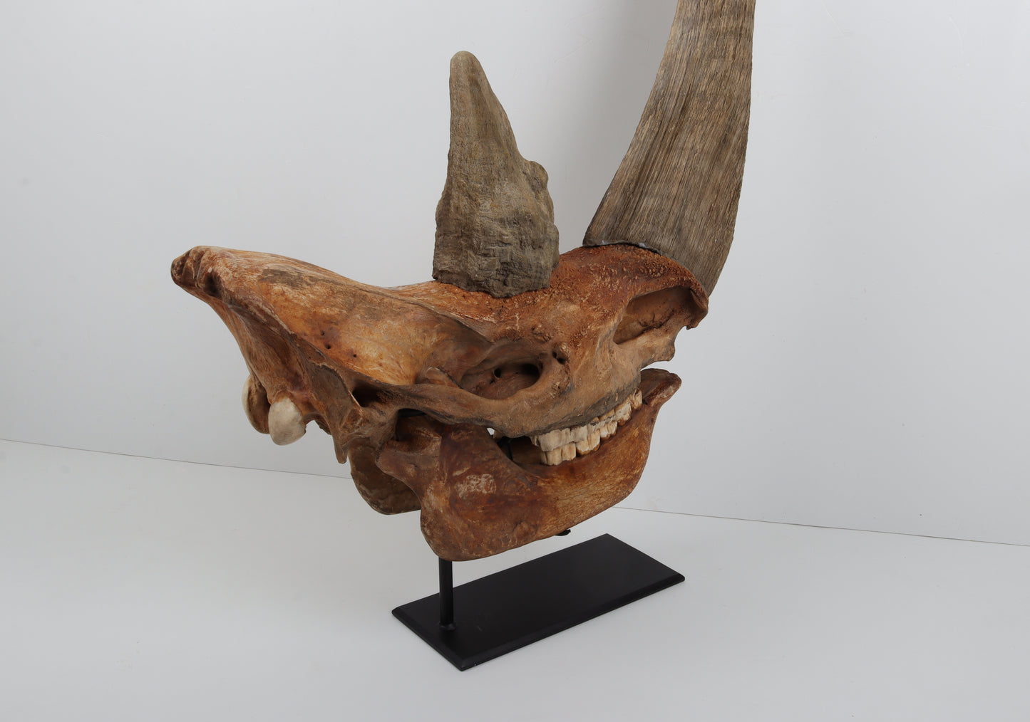 Natural woolly rhinoceros skull