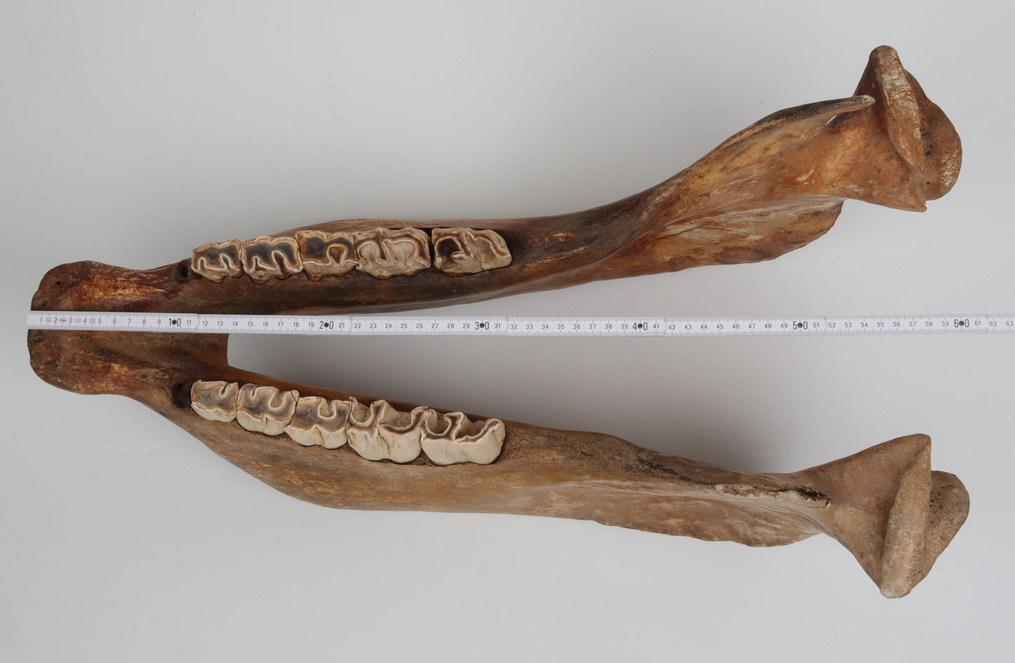 Natural woolly rhinoceros skull