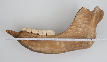 Natural woolly rhinoceros skull
