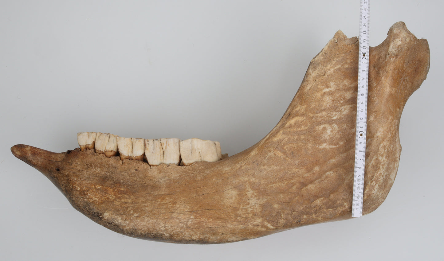 Natural woolly rhinoceros skull