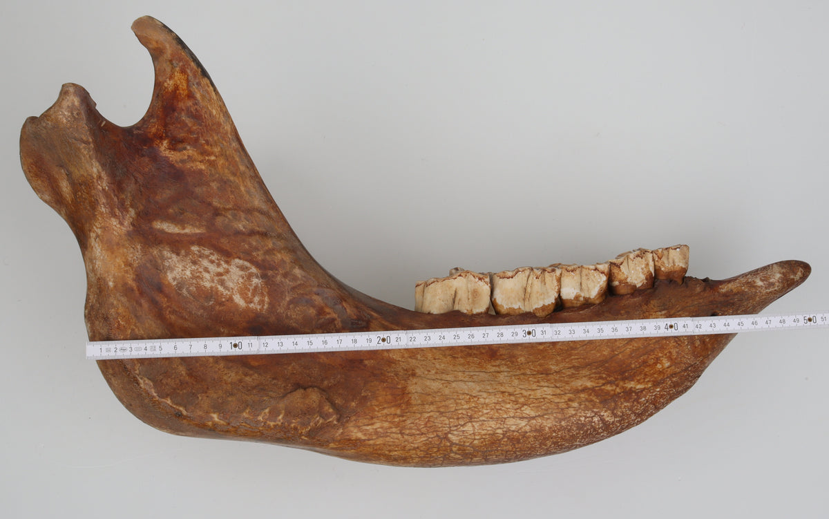 Natural woolly rhinoceros skull