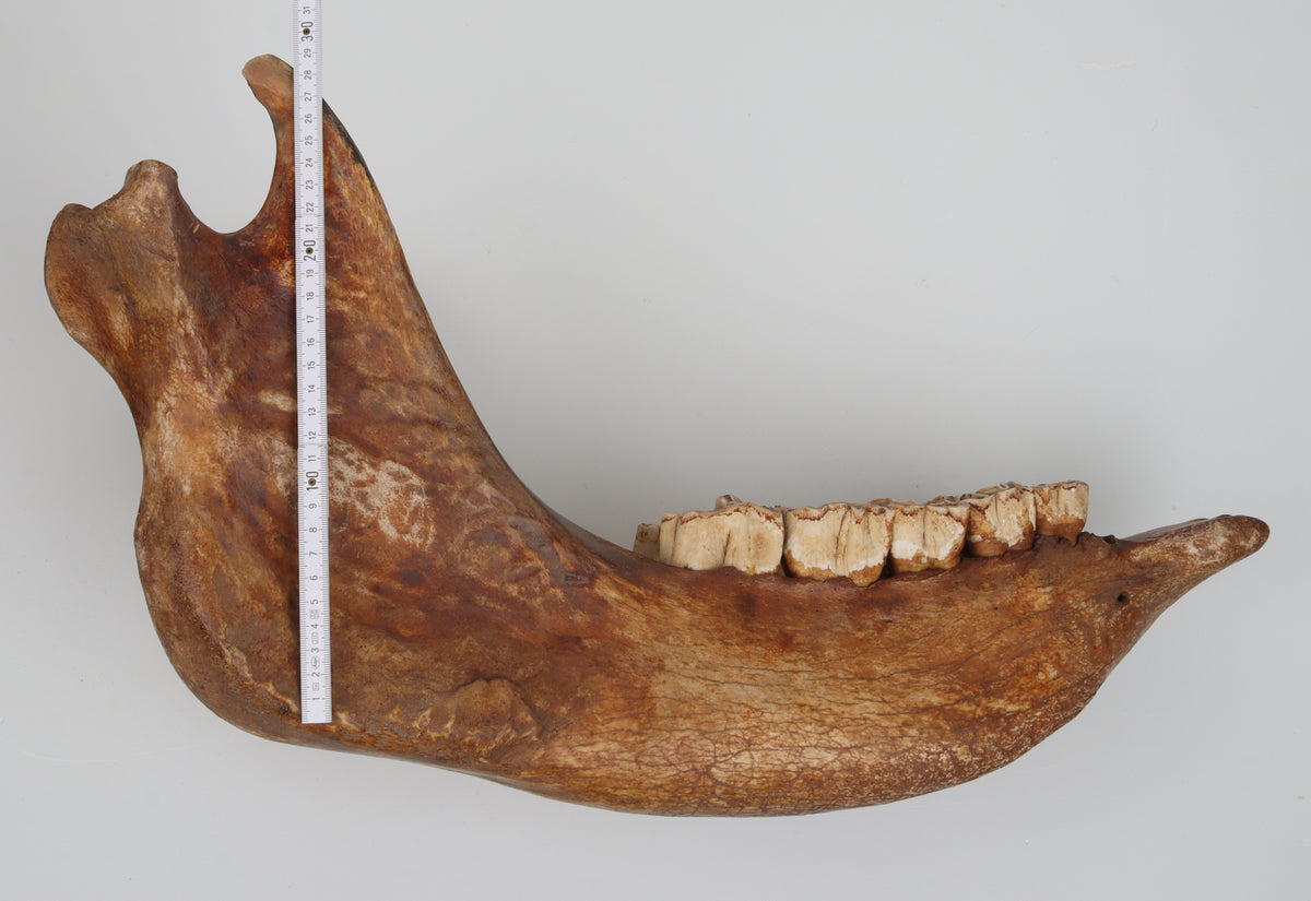 Natural woolly rhinoceros skull