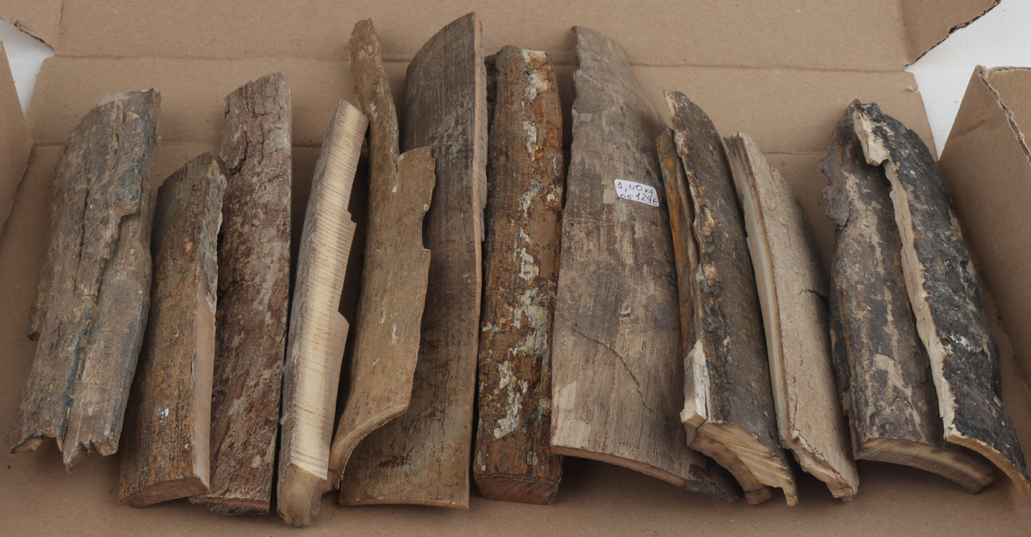 Untreated mammoth bark pieces
