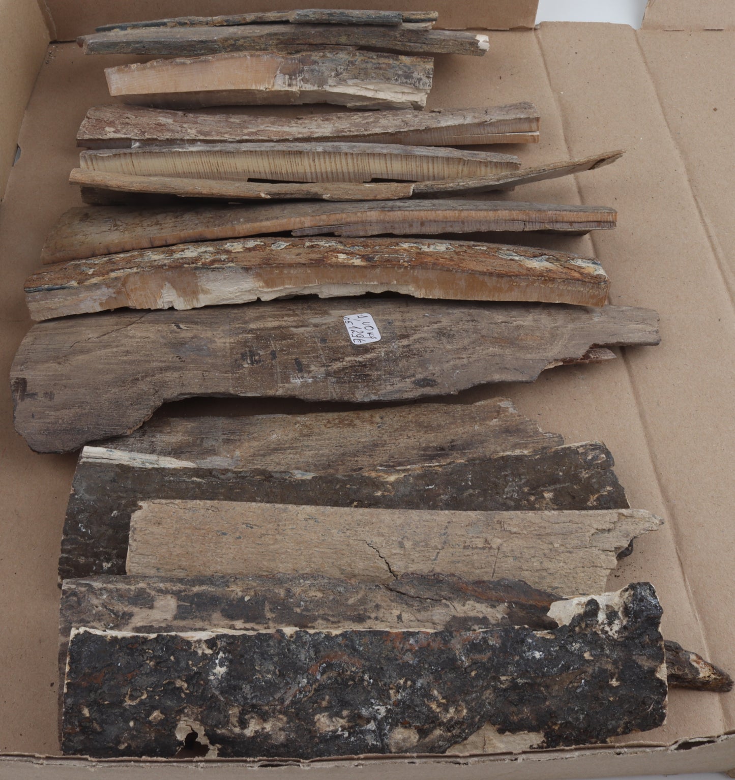 Untreated mammoth bark pieces