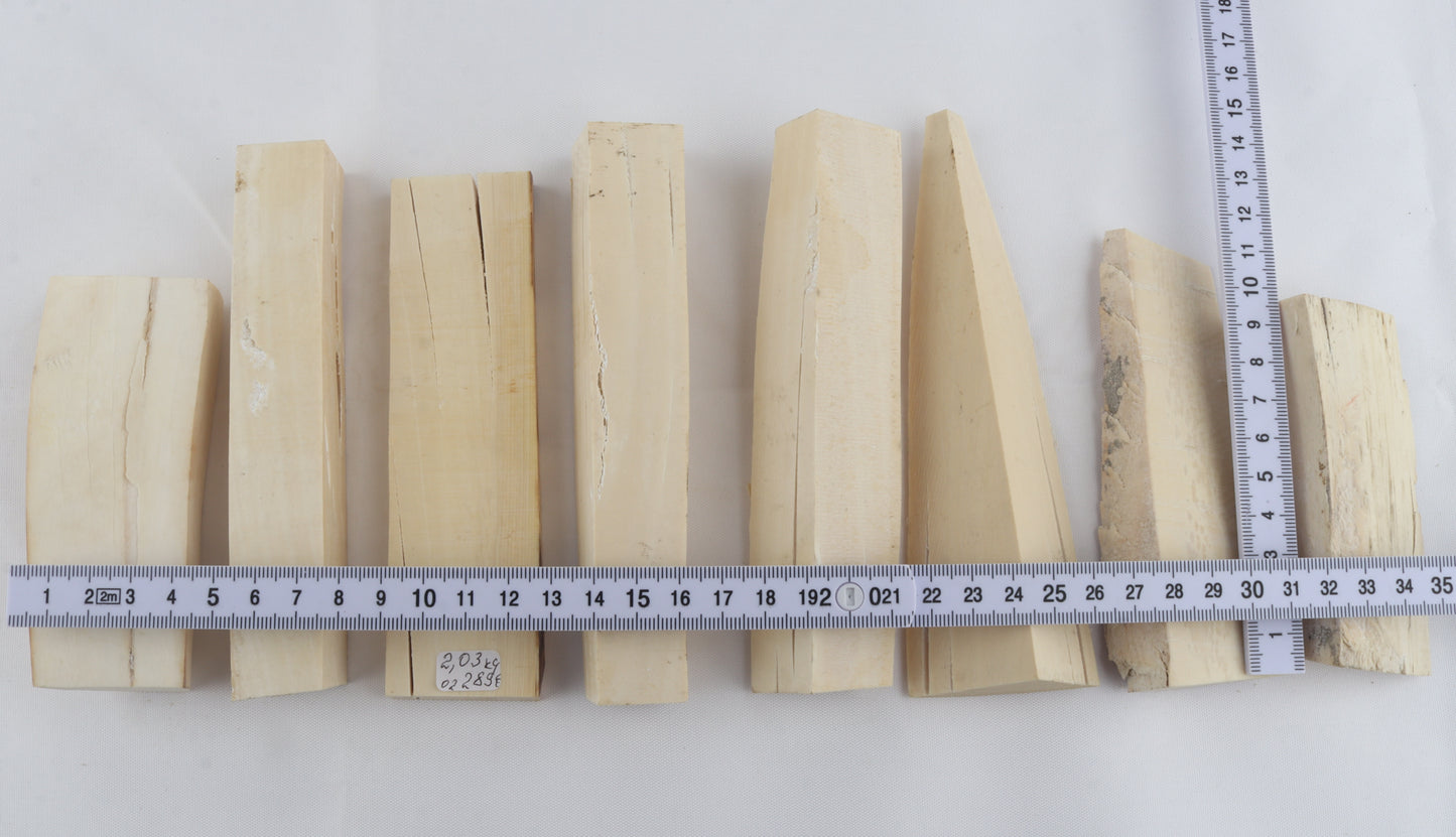 White mammoth ivory pieces