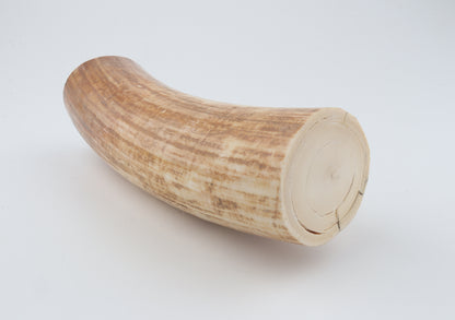 Round woolly mammoth tusk piece