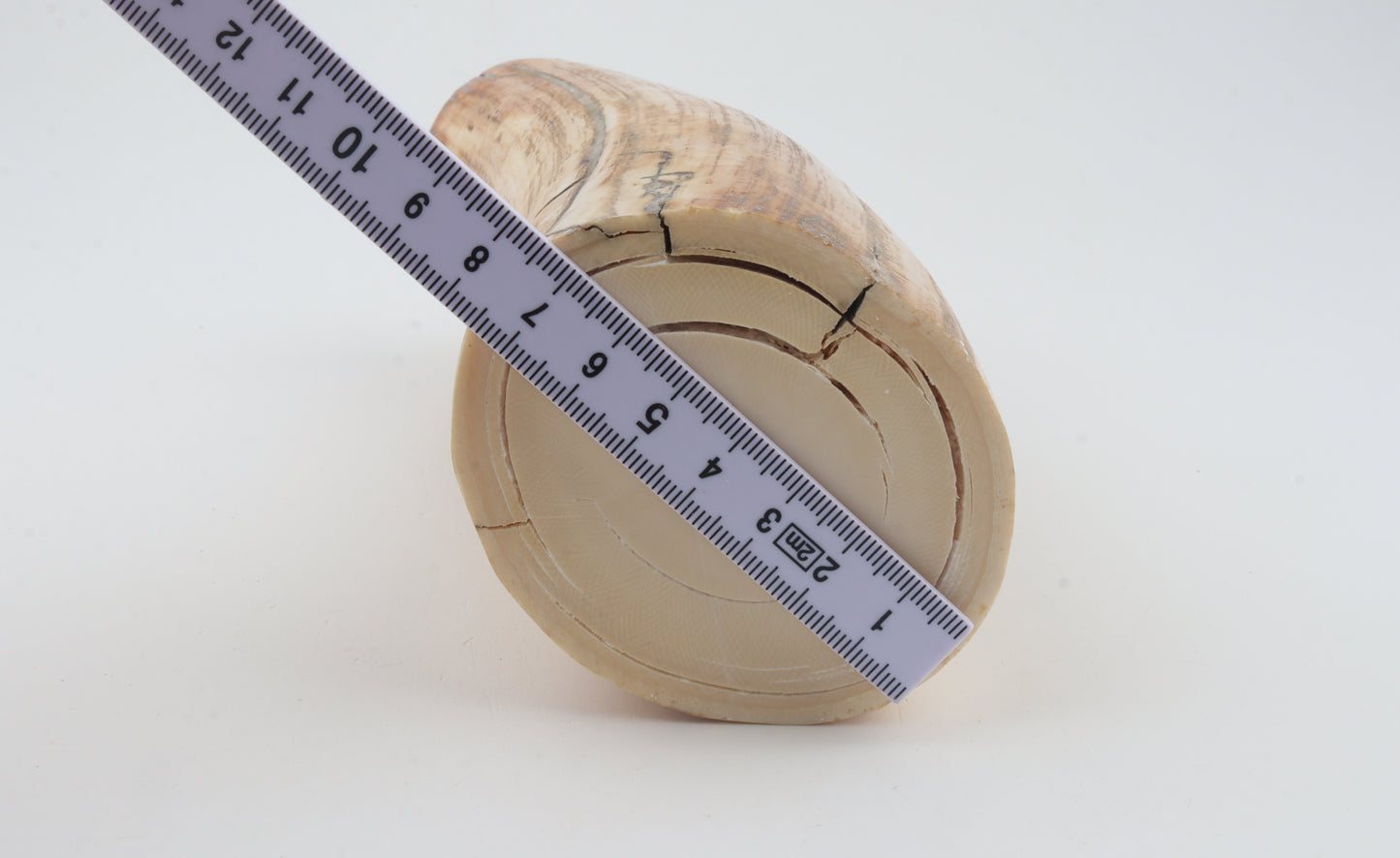 Round woolly mammoth tusk piece