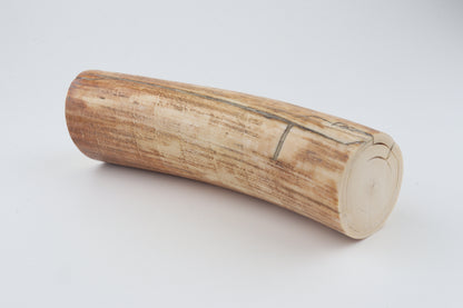 Round woolly mammoth tusk piece