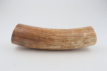 Round woolly mammoth tusk piece