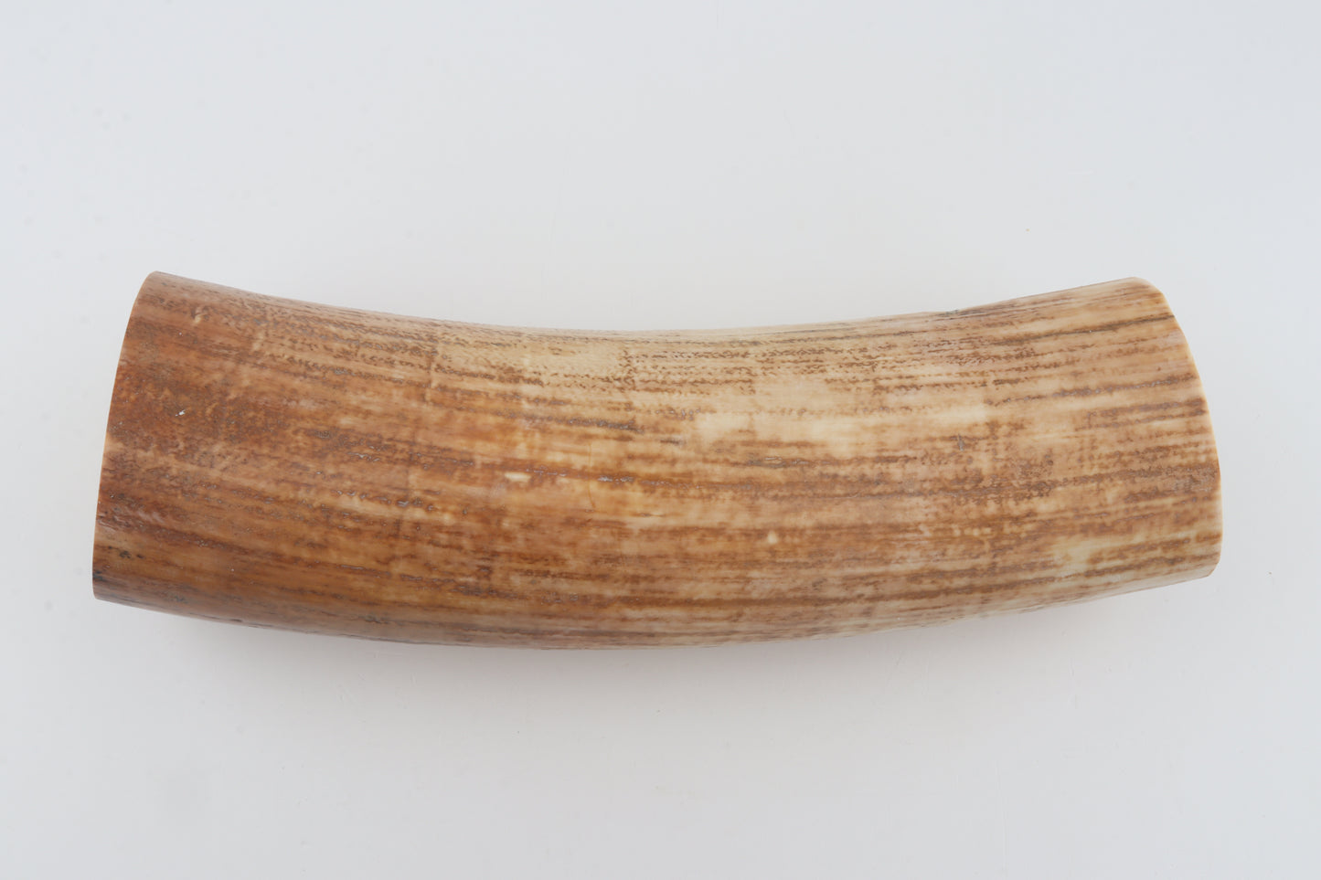 Round woolly mammoth tusk piece