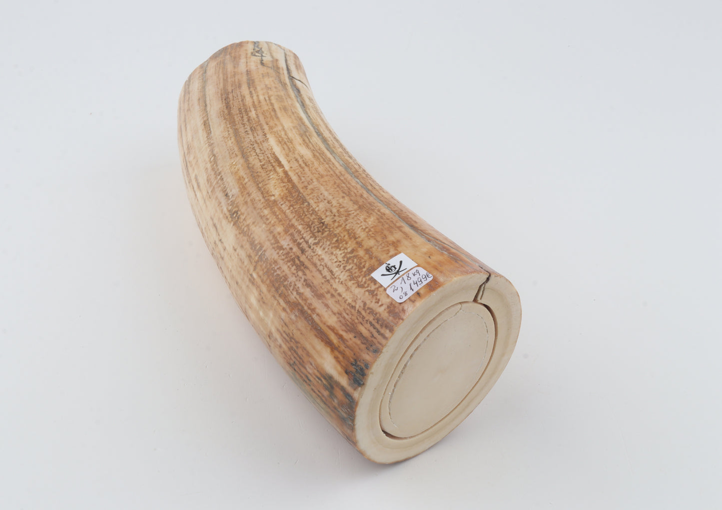 Round woolly mammoth tusk piece