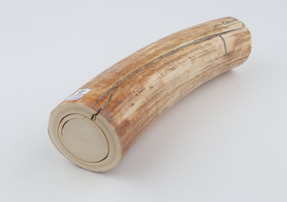 Round woolly mammoth tusk piece